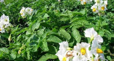 Minerální hnojiva, superfosfáty a lidové prostředky pro krmení brambor na list